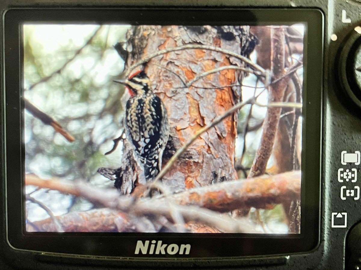 Желтобрюхий дятел-сокоед - ML647411927