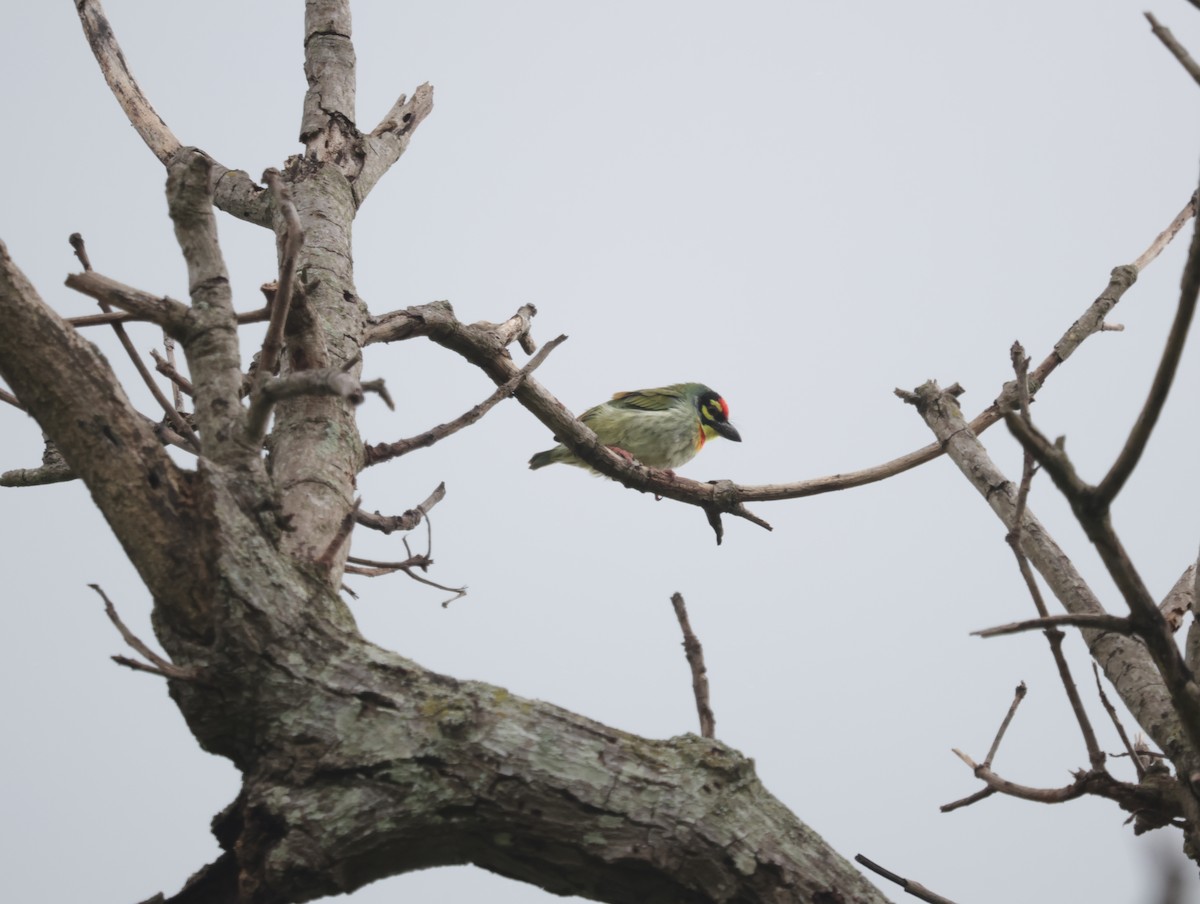 Coppersmith Barbet - ML647411930