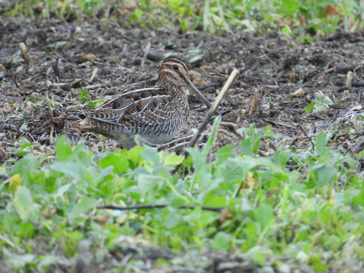 Wilson's Snipe - ML647411939