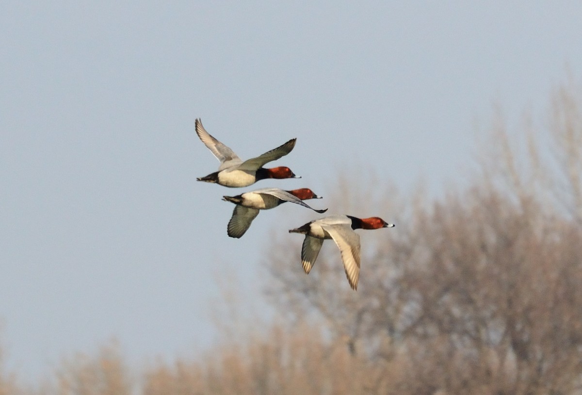 Common Pochard - ML647411940