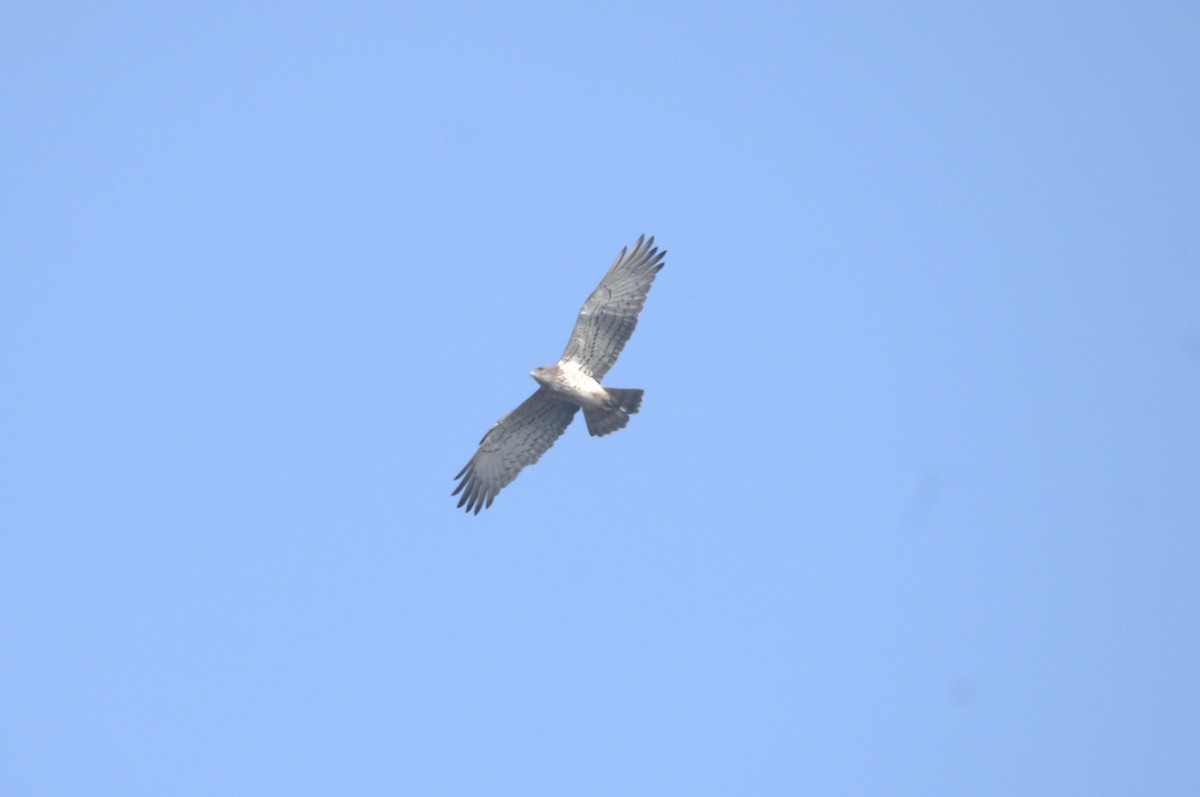 Short-toed Snake-Eagle - ML647411941