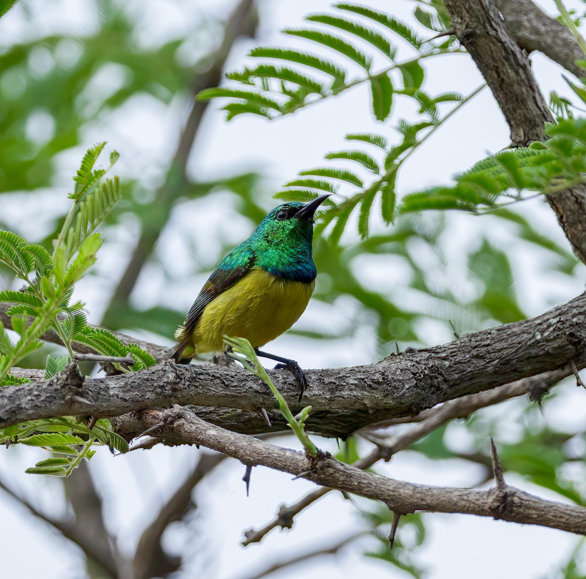 Саїманга зеленовола - ML647411942