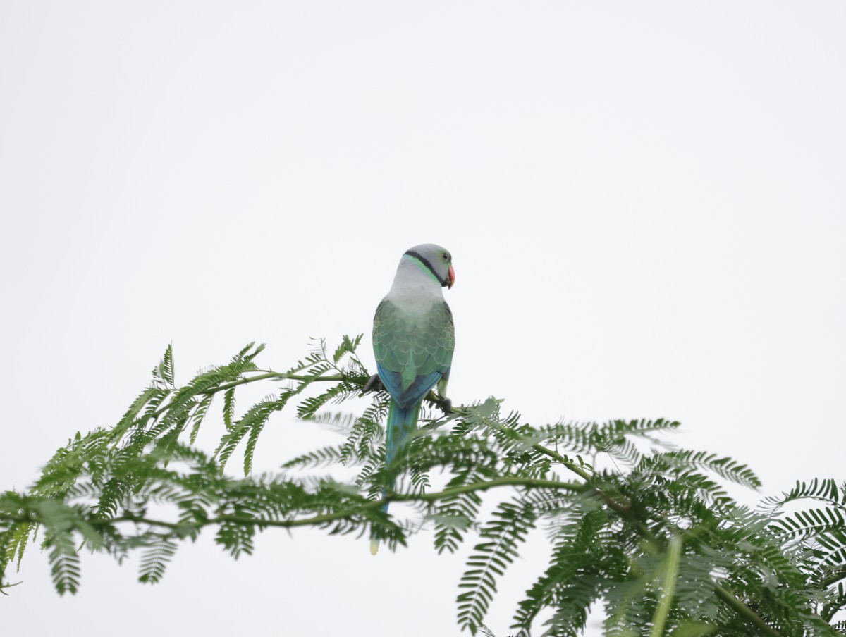 Malabar Parakeet - ML647411944