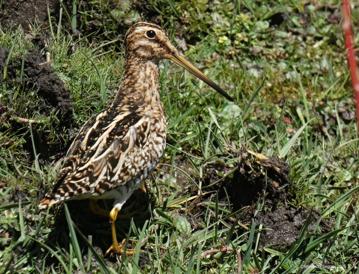 Puna Snipe - ML647411953