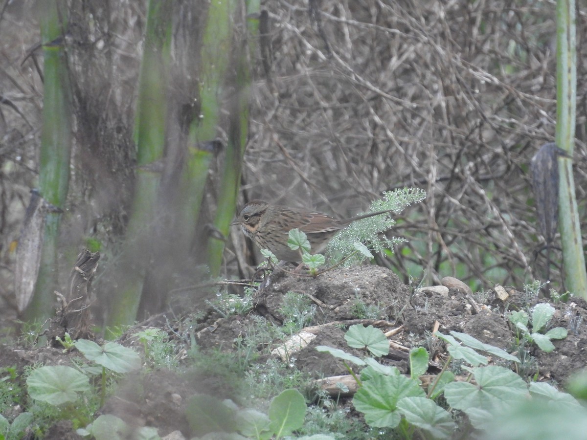 Lincoln's Sparrow - ML647411964