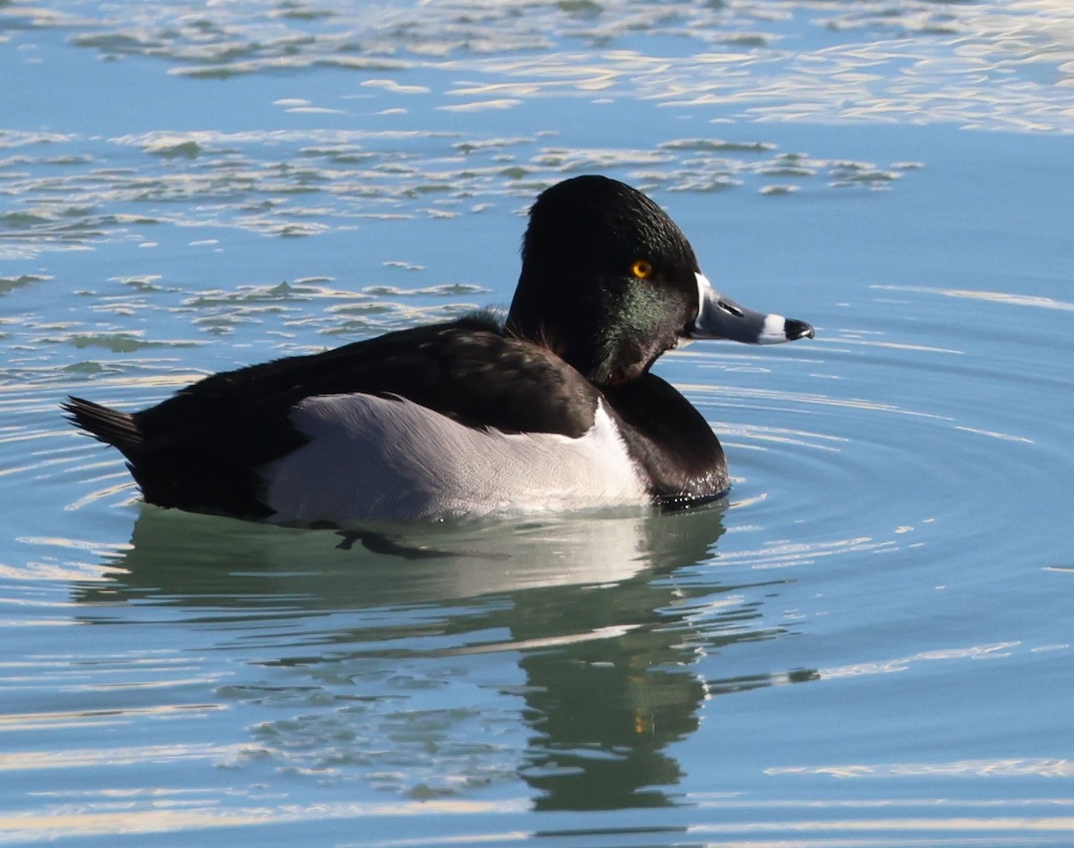 Halkalı Patka - ML647411970