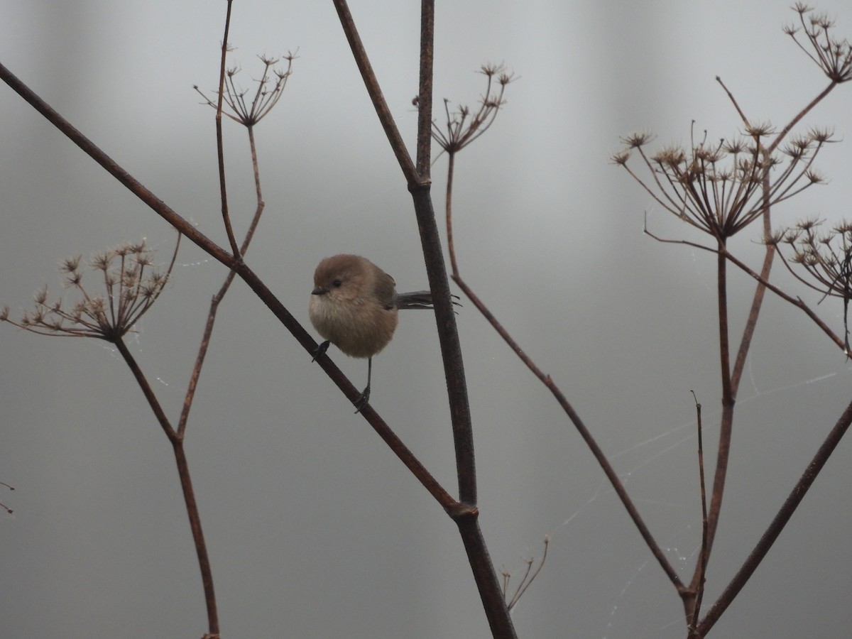 Bushtit - ML647411974