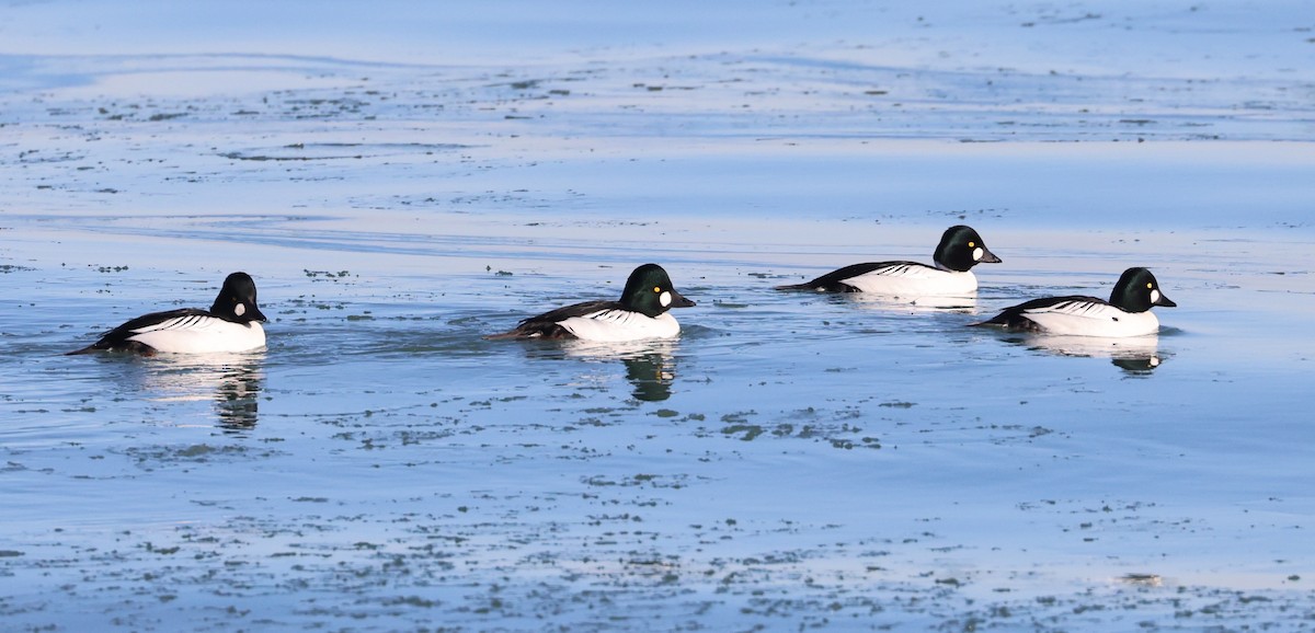 Altıngöz - ML647411975