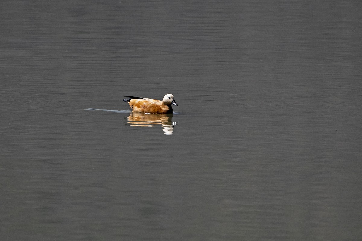 Ruddy Shelduck - ML647411978
