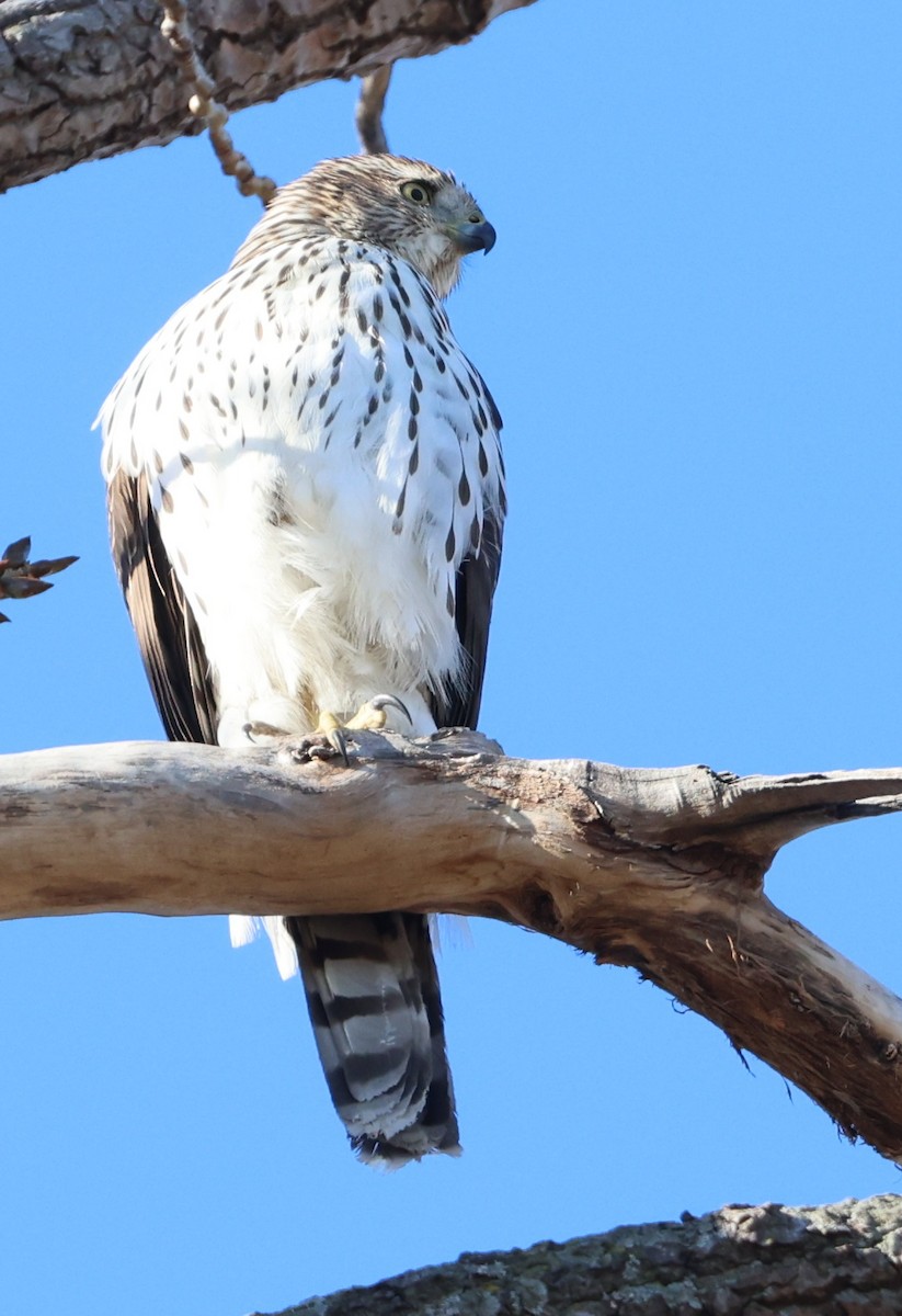 Cooper Atmacası - ML647411979