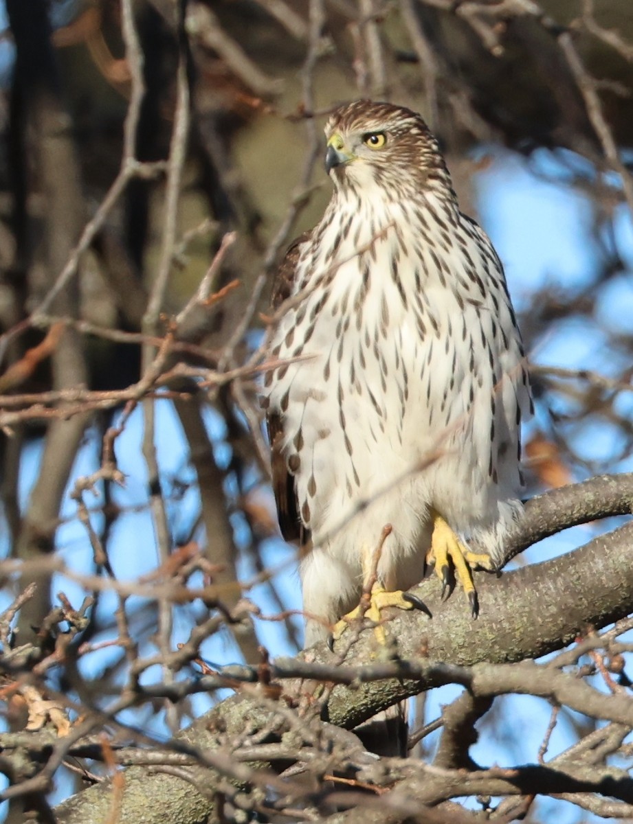 Cooper Atmacası - ML647411980