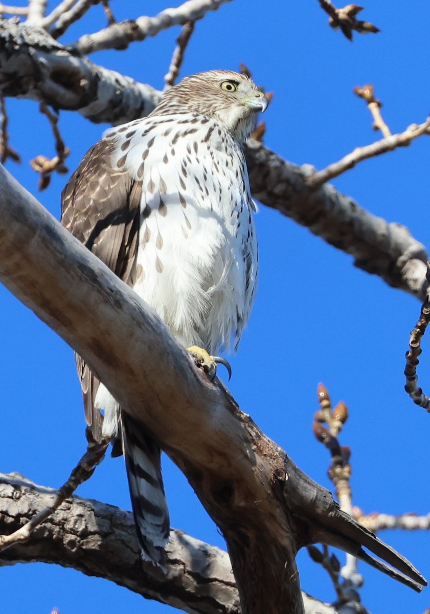 Cooper Atmacası - ML647411981