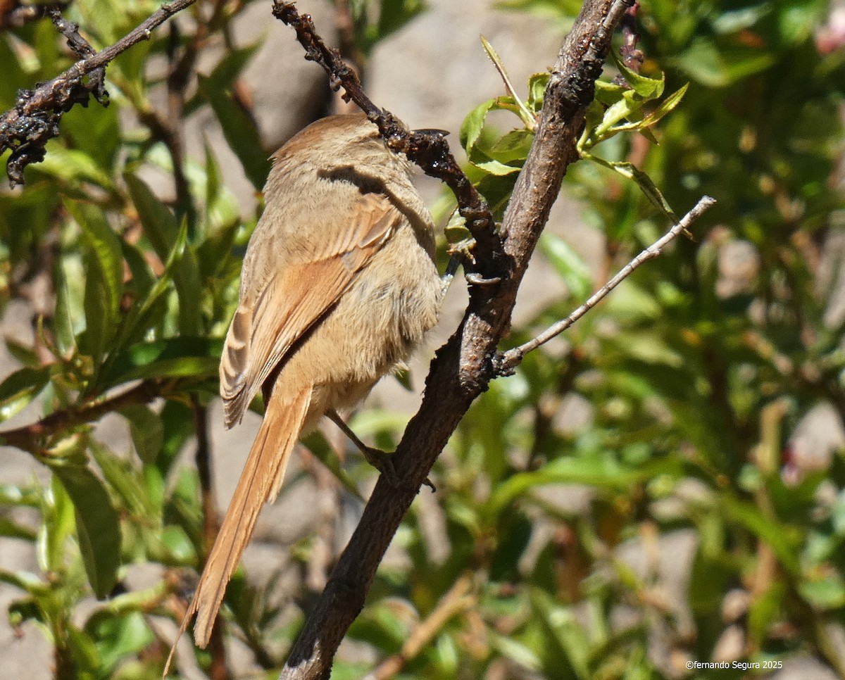 Brown-capped Tit-Spinetail - ML647411983
