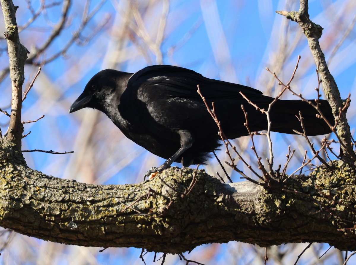 Amerika Kargası - ML647411984