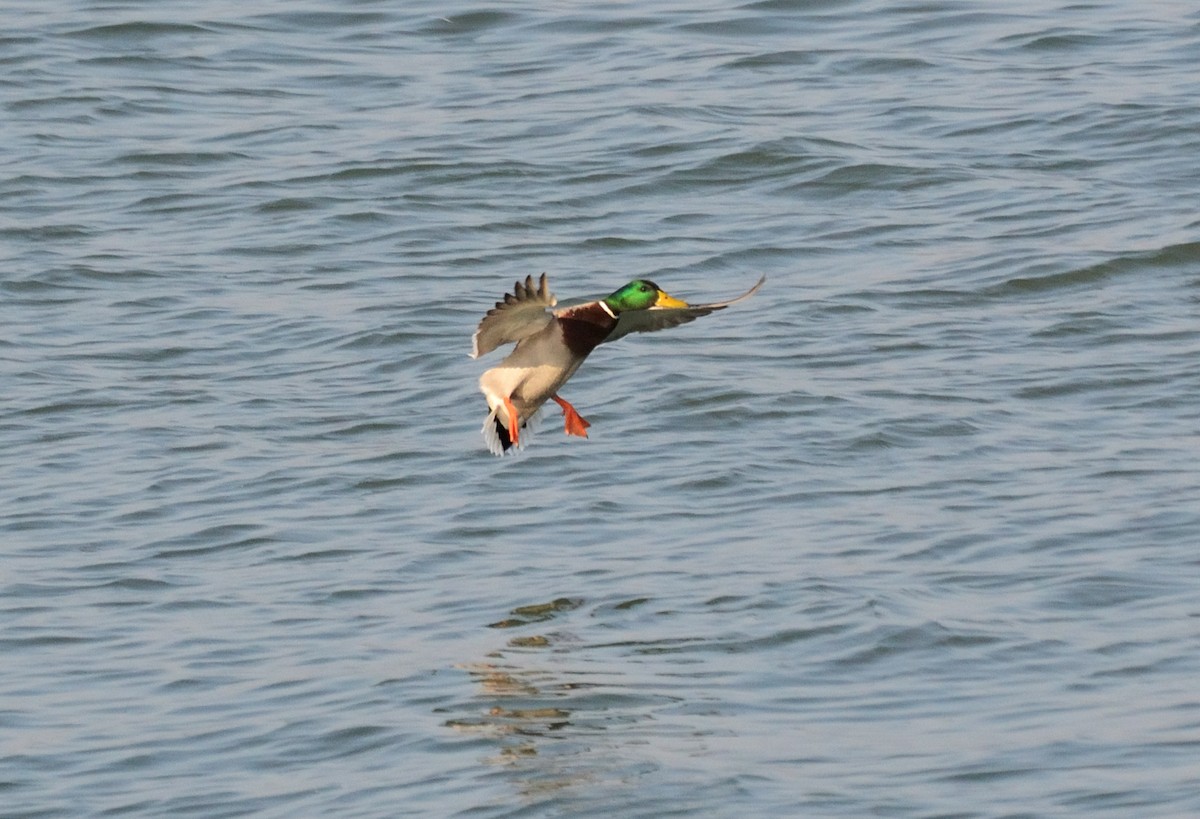 Mallard - ML647411986