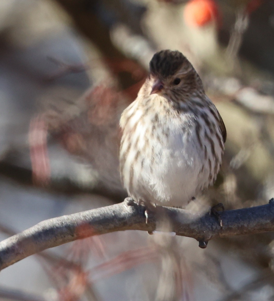 Çam İsketesi - ML647411989