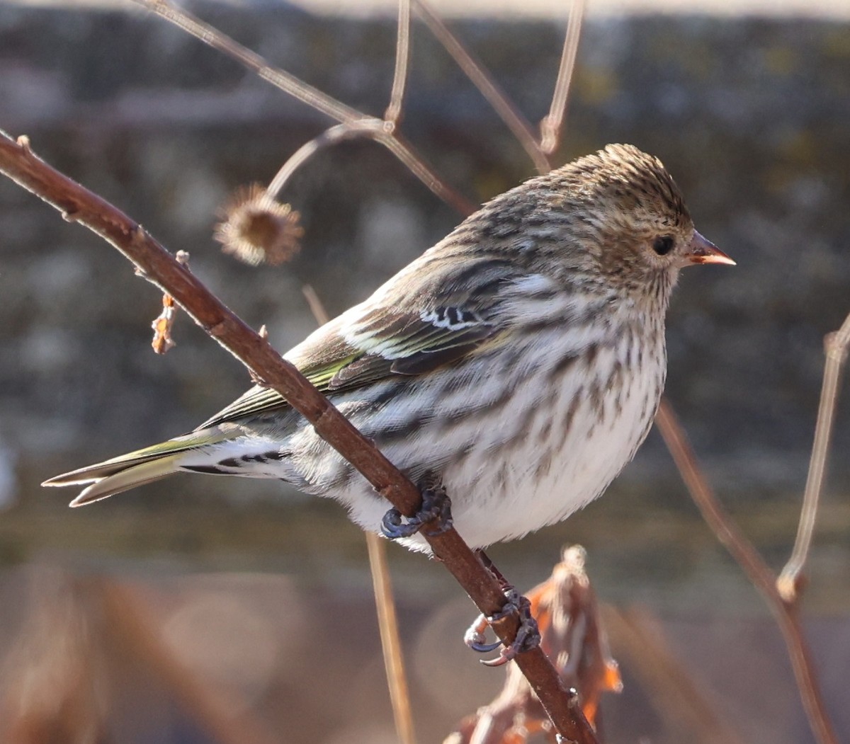 Çam İsketesi - ML647411990