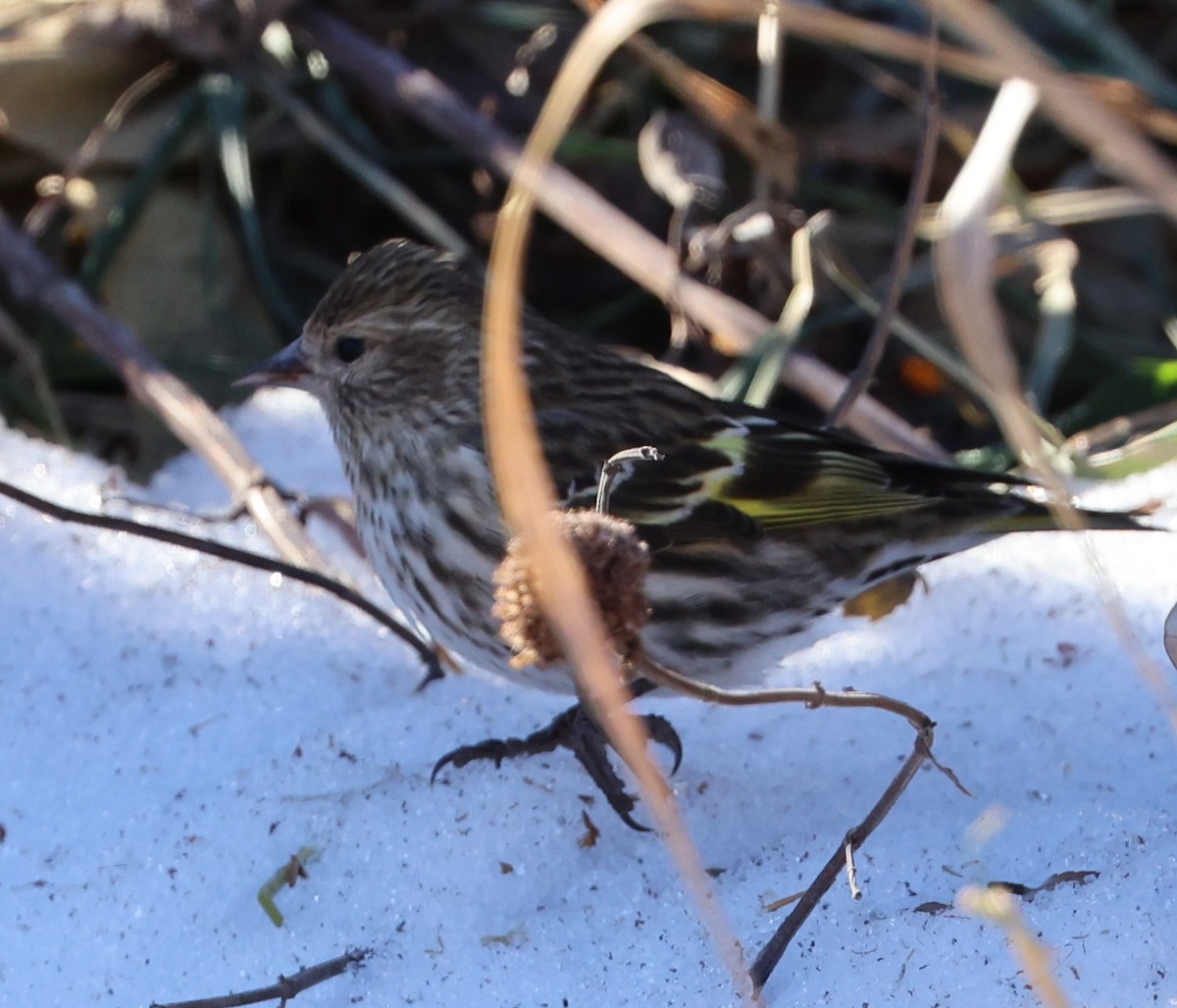 Çam İsketesi - ML647411992