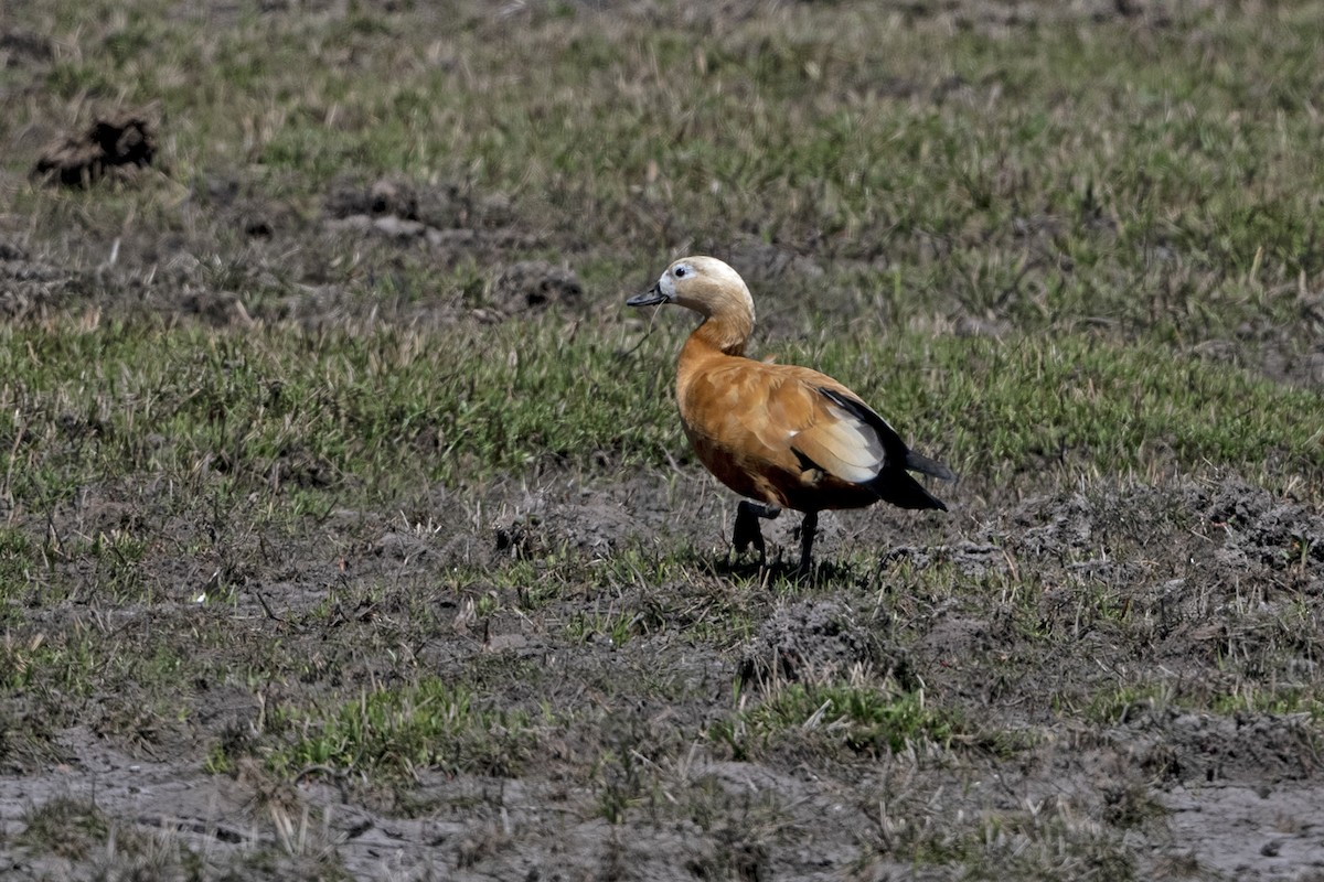 Ruddy Shelduck - ML647411998