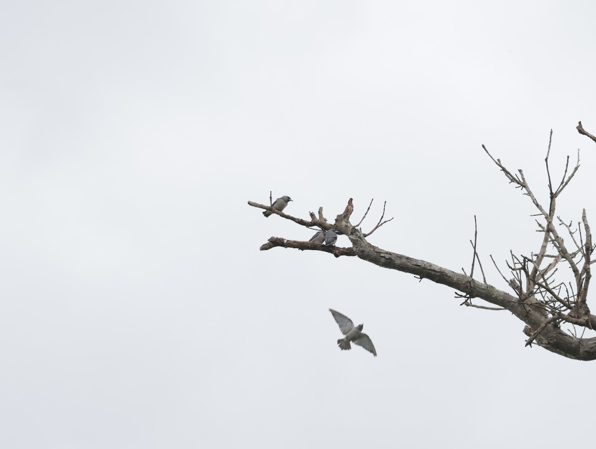 Ashy Woodswallow - ML647411999