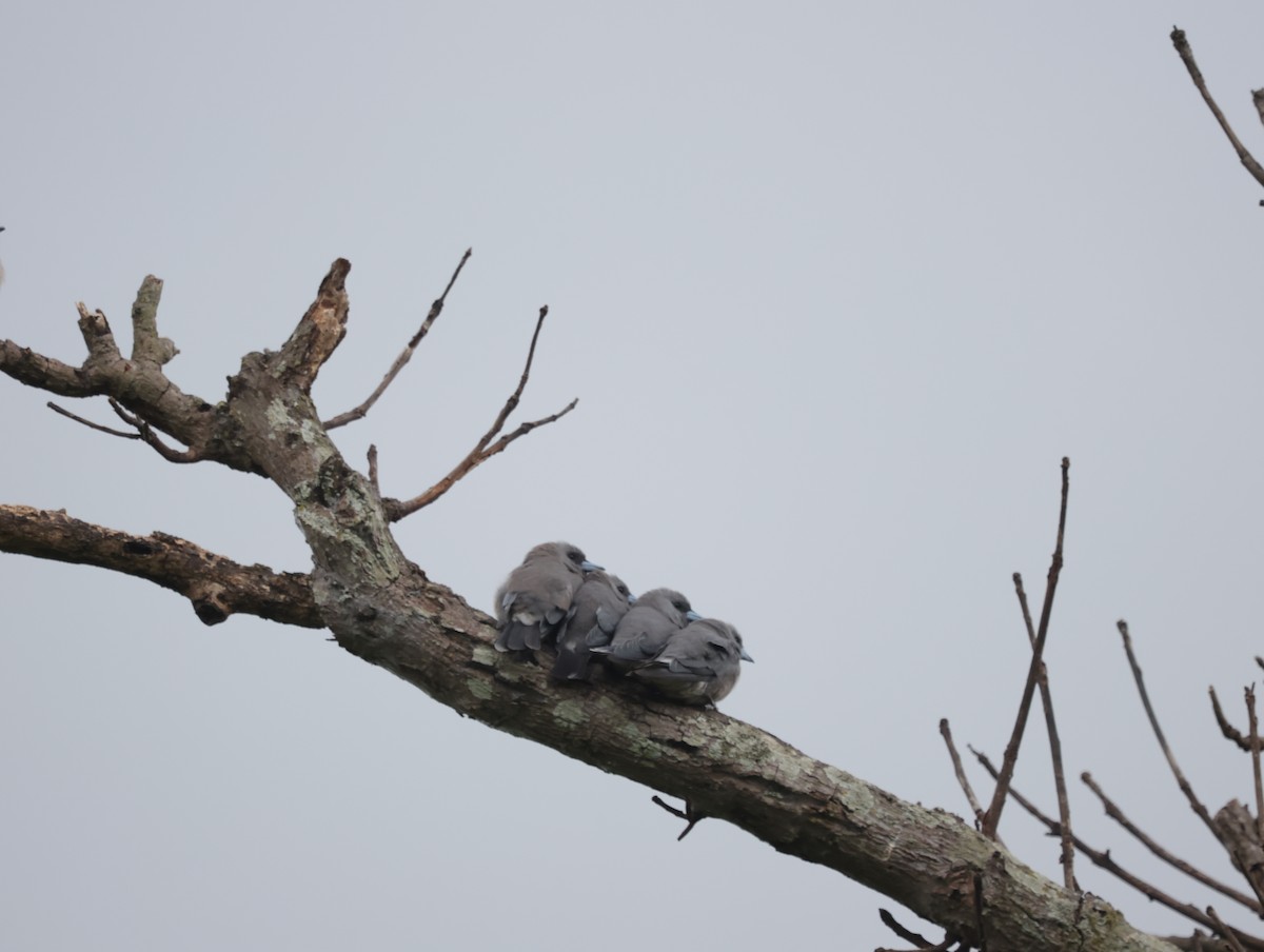 Ashy Woodswallow - ML647412003