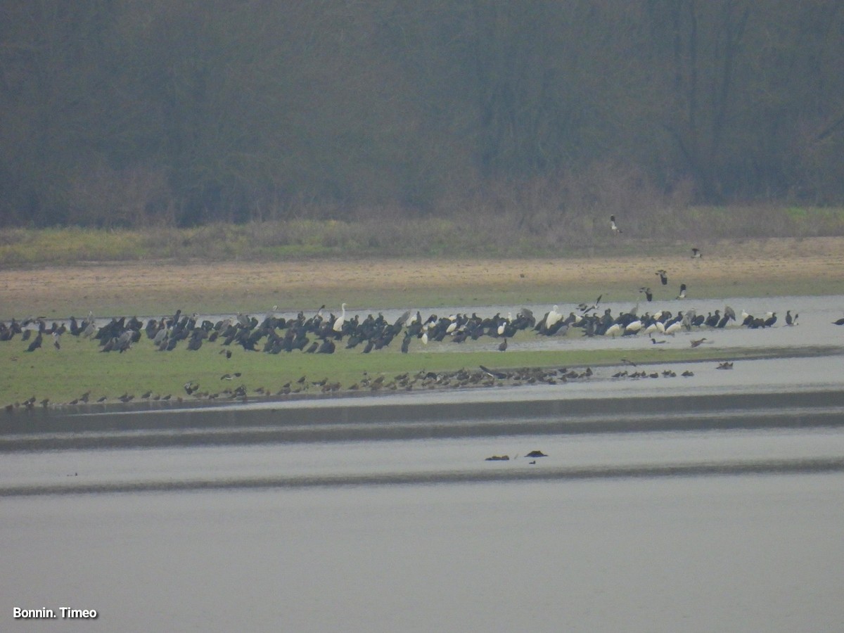 storskarv - ML647412005