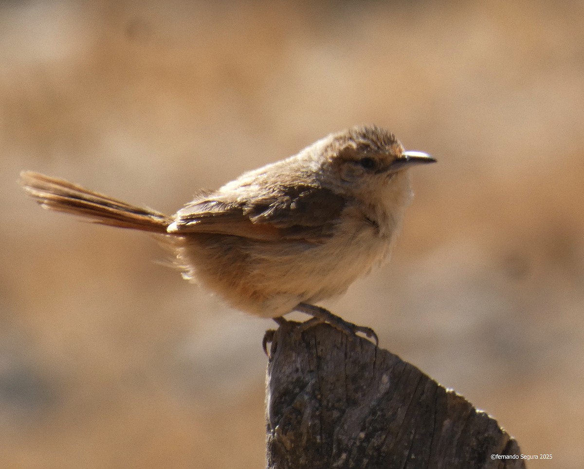 Streak-fronted Thornbird - ML647412012