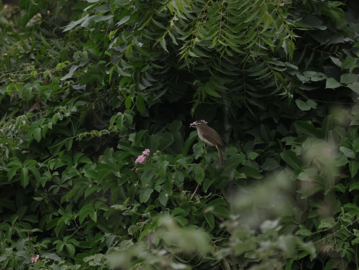 White-browed Bulbul - ML647412013