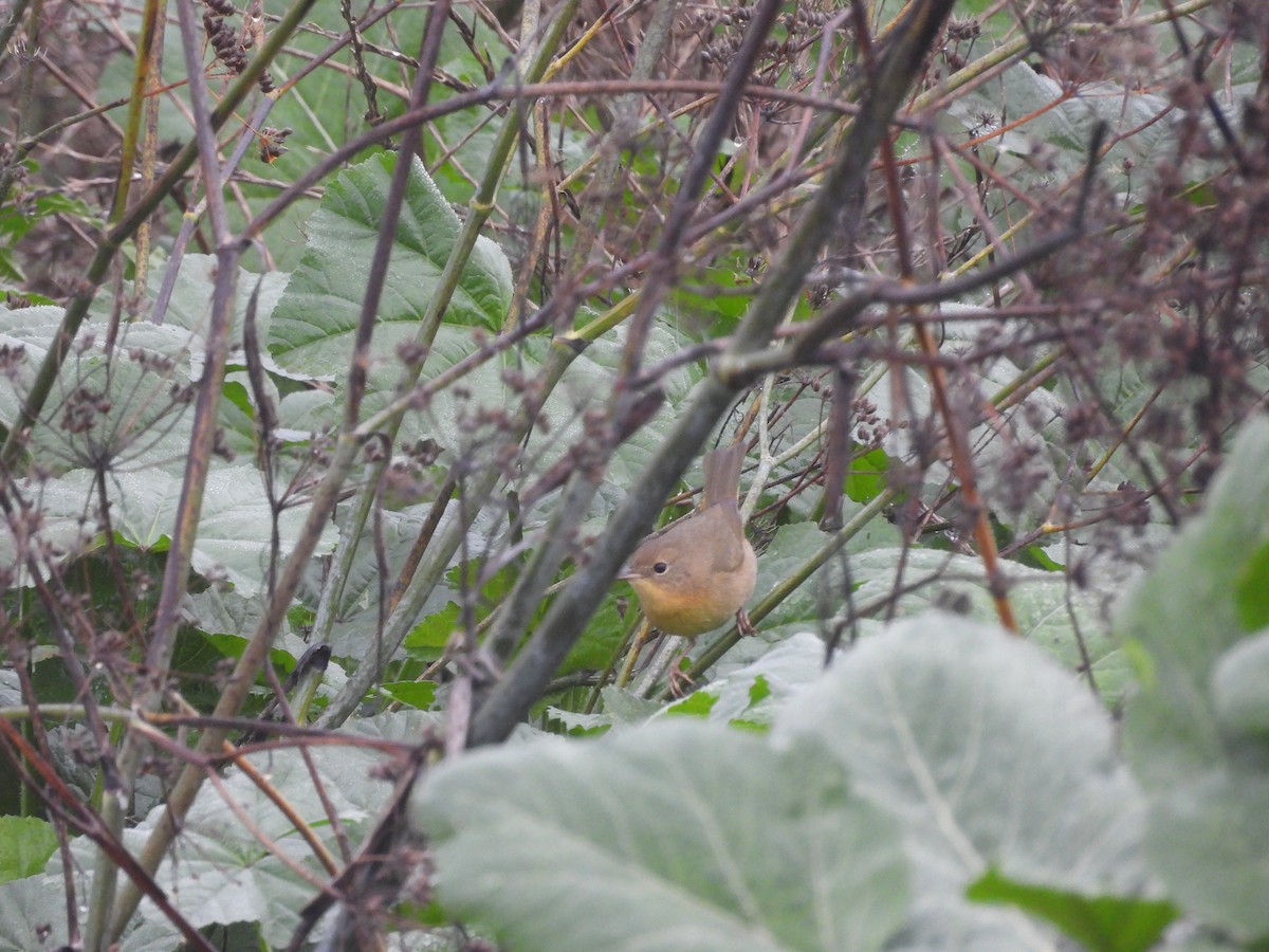 Common Yellowthroat - ML647412019