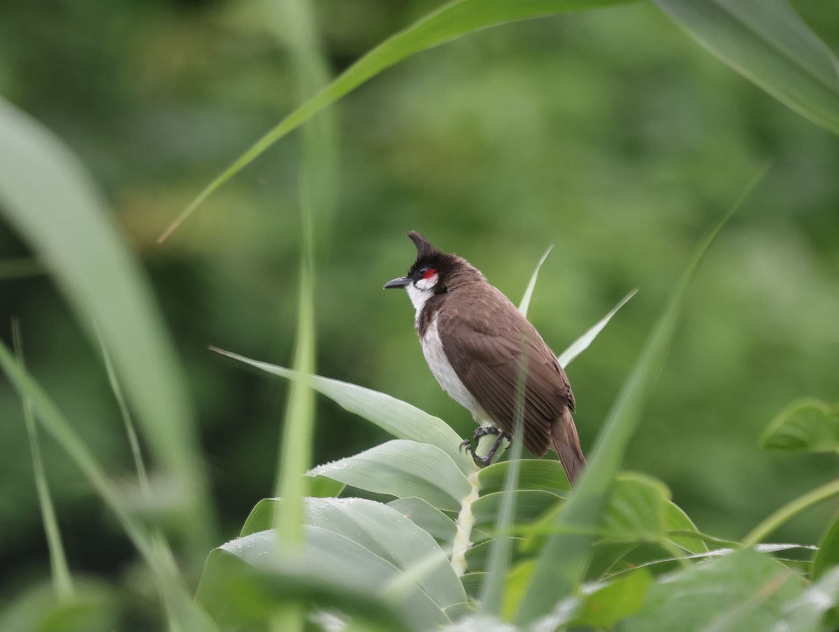 紅耳鵯 - ML647412031