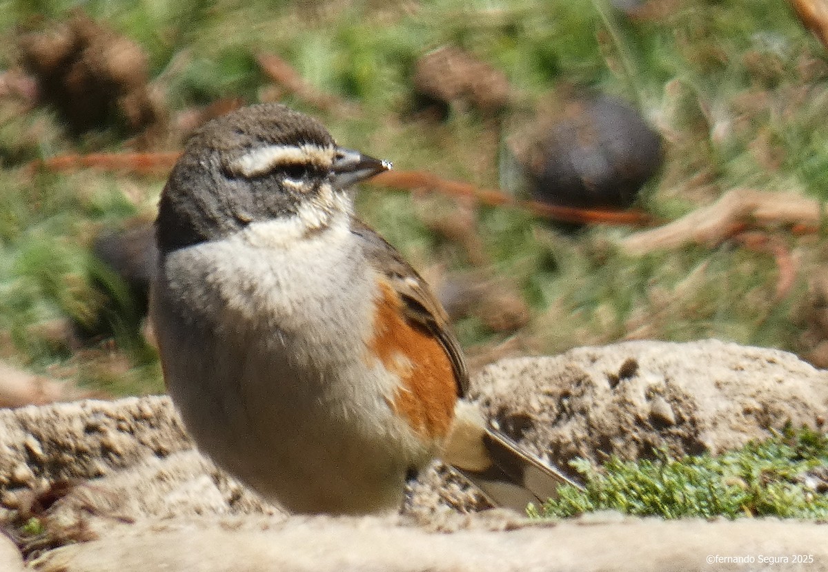 Rufous-sided Warbling Finch - ML647412037