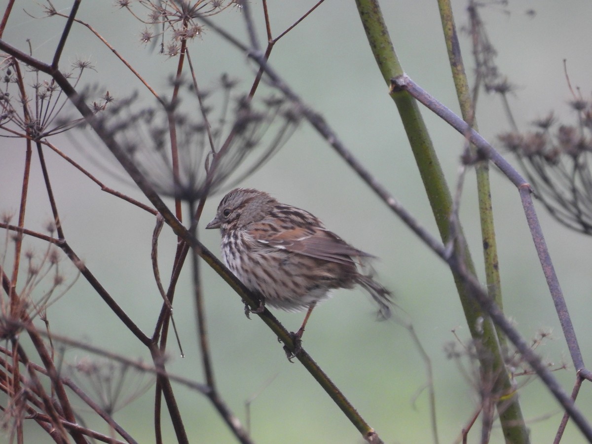 Song Sparrow - ML647412043