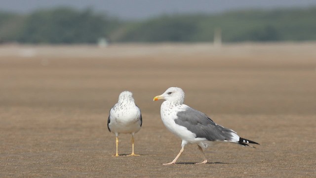 Lesser Black-backed Gull (Heuglin's) - ML647412069