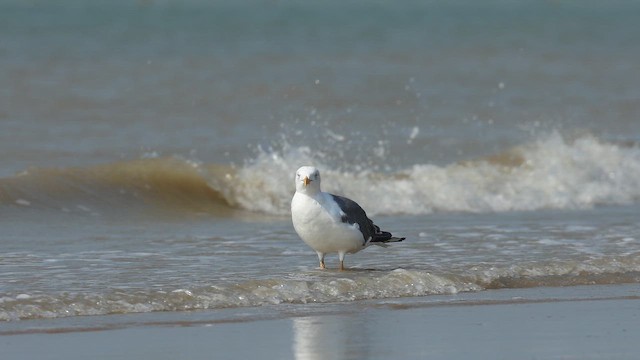 Lesser Black-backed Gull (Heuglin's) - ML647412070