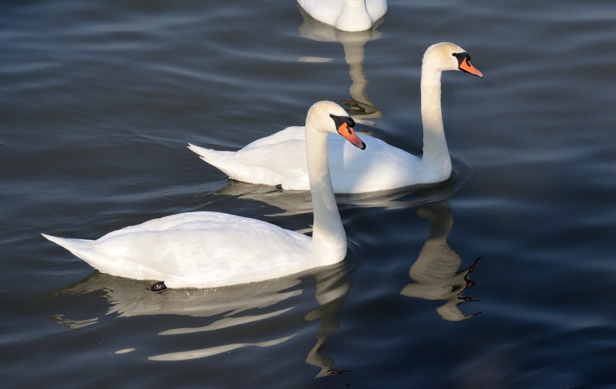 Mute Swan - ML647412076
