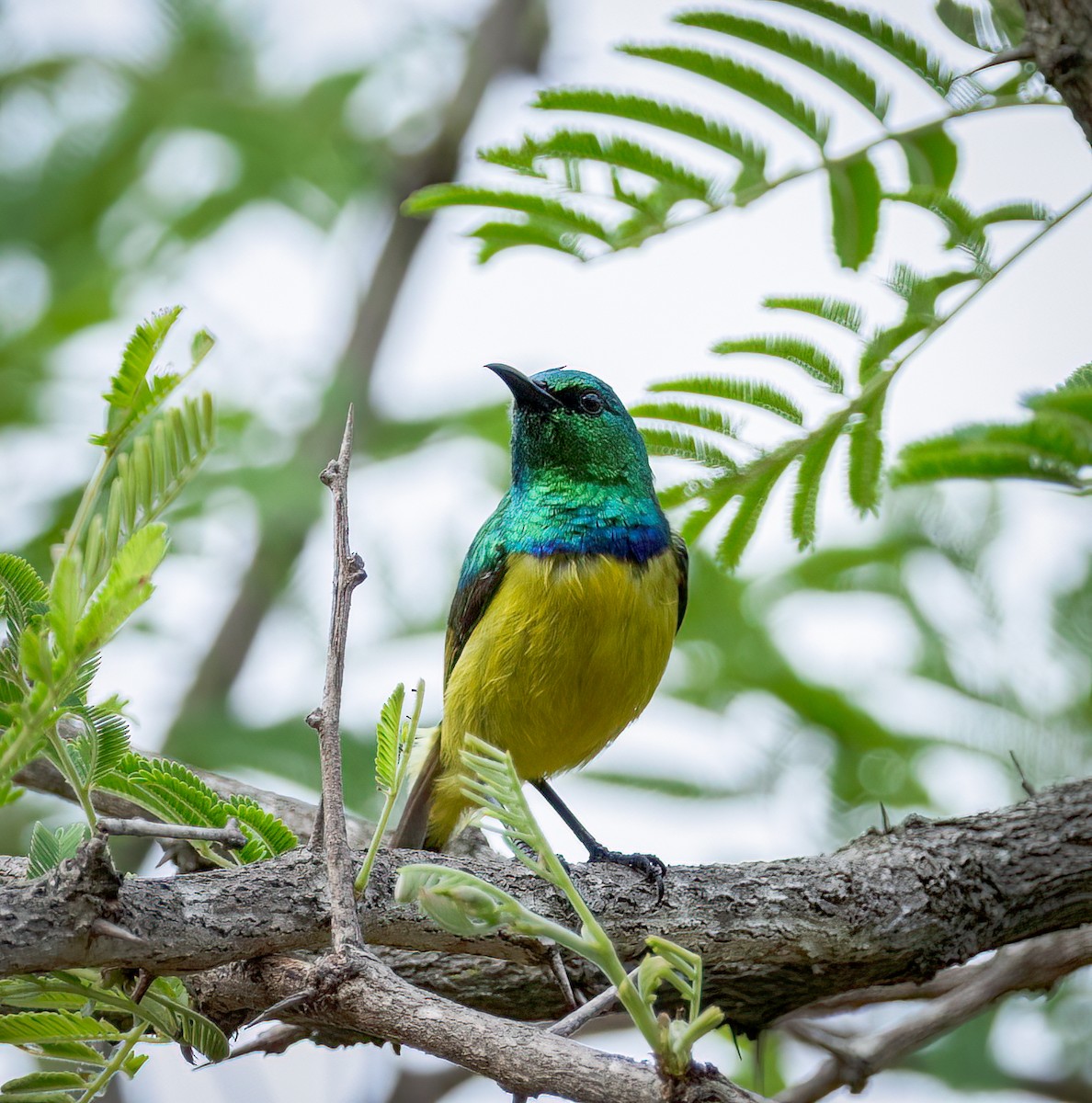Саїманга зеленовола - ML647412091