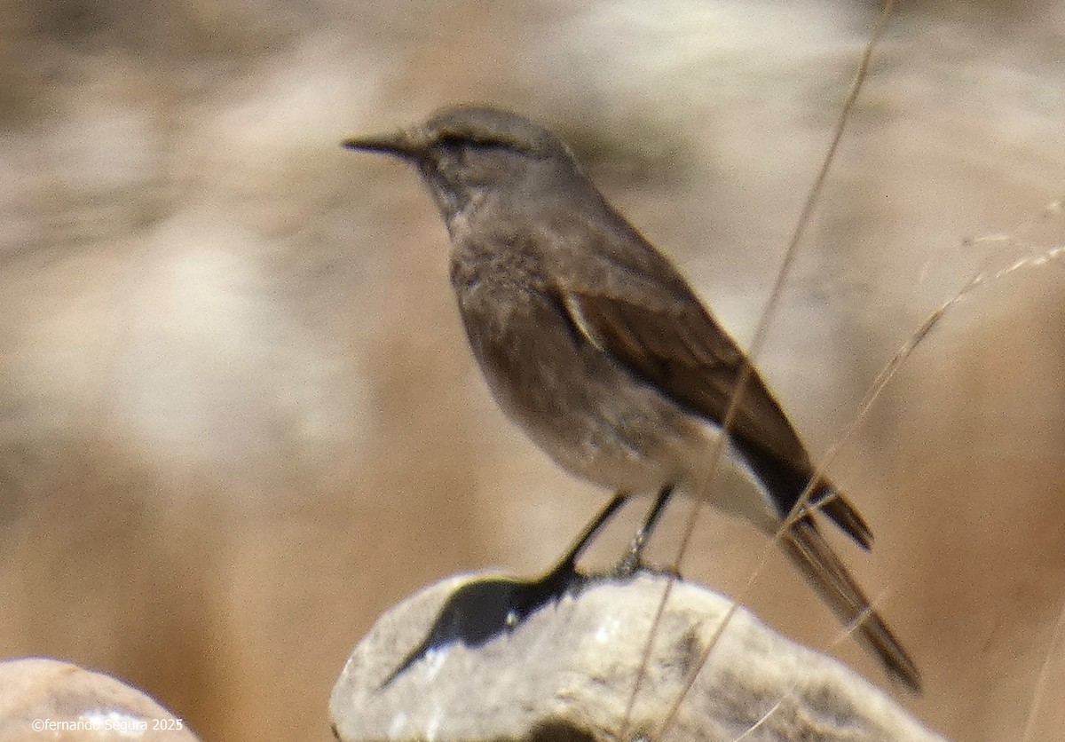 Rufous-webbed Bush-Tyrant - ML647412092