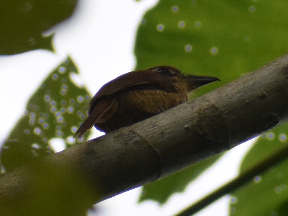 Chestnut-capped Puffbird - ML647412096