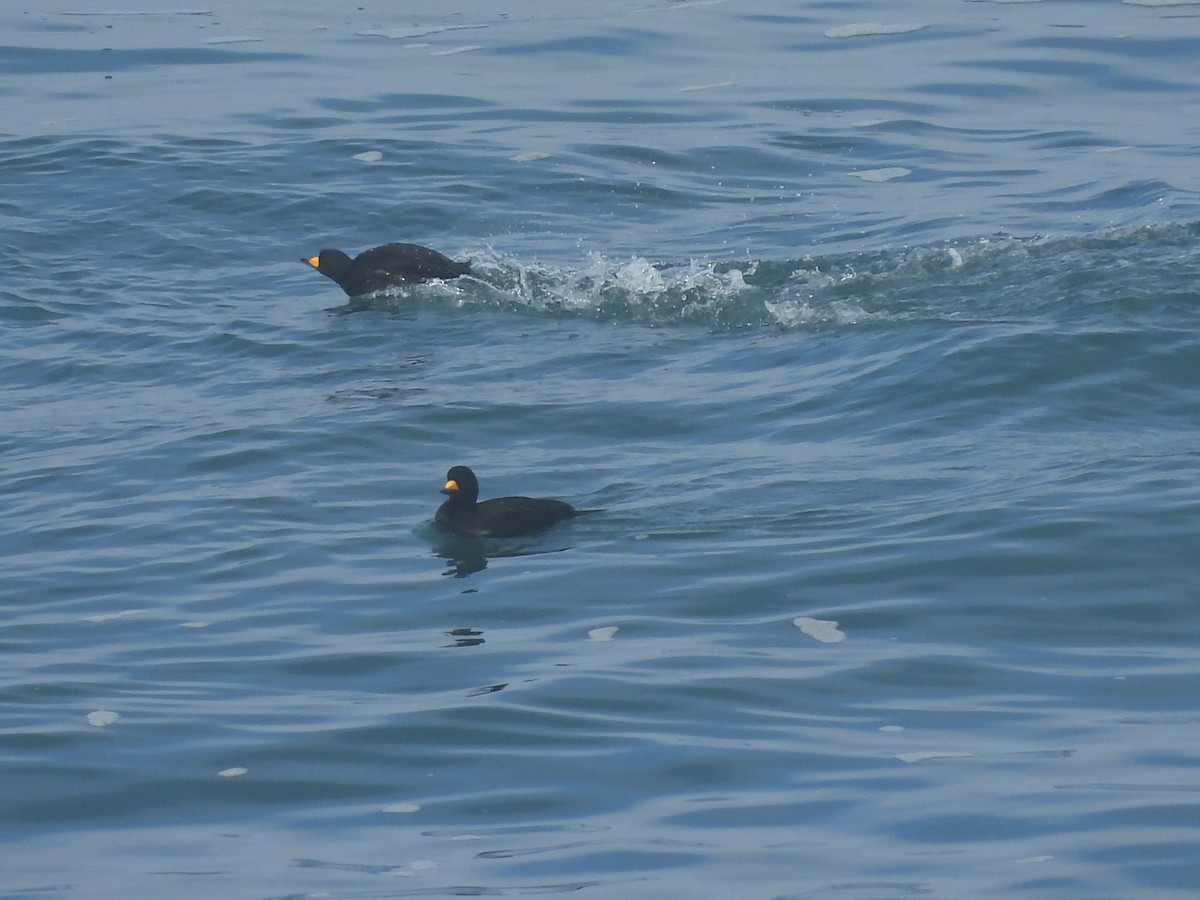 Американская синьга - ML647412098