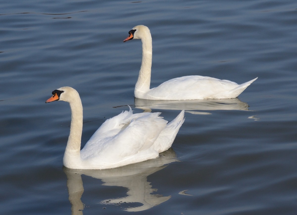 Mute Swan - ML647412109