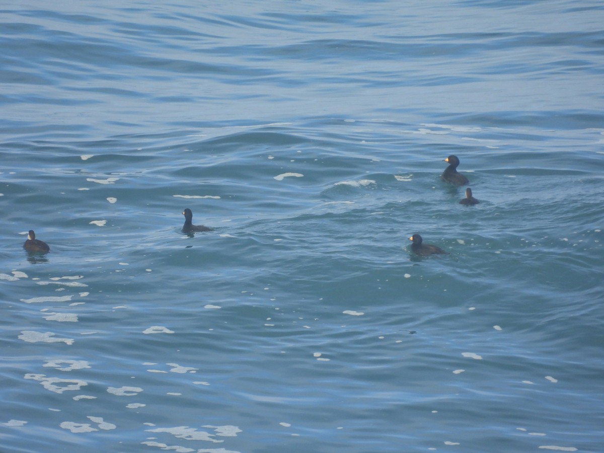 Американская синьга - ML647412115