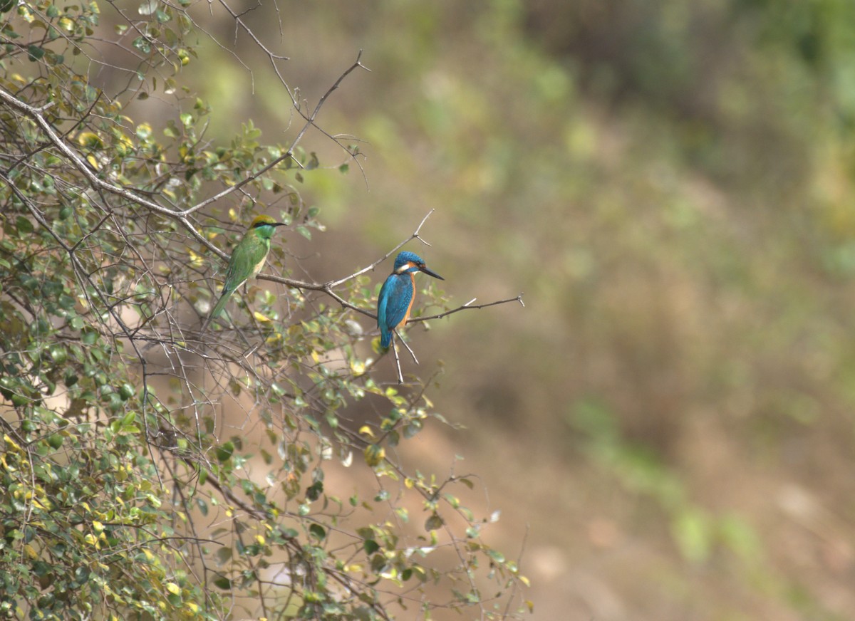 Common Kingfisher - ML647412116