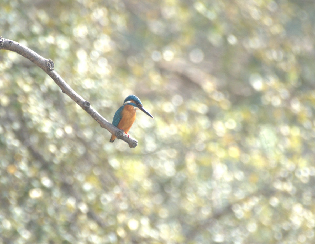 Common Kingfisher - ML647412117