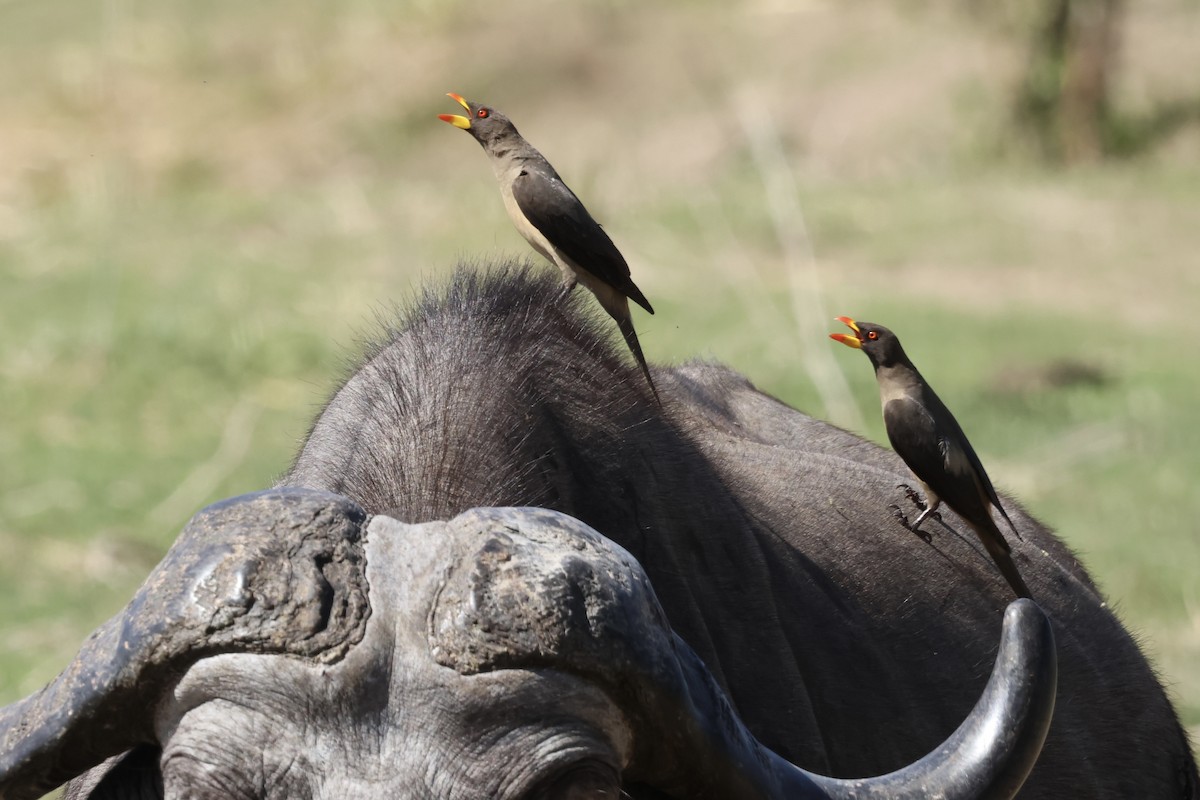 Sarı Gagalı Kenekuşu - ML647412122