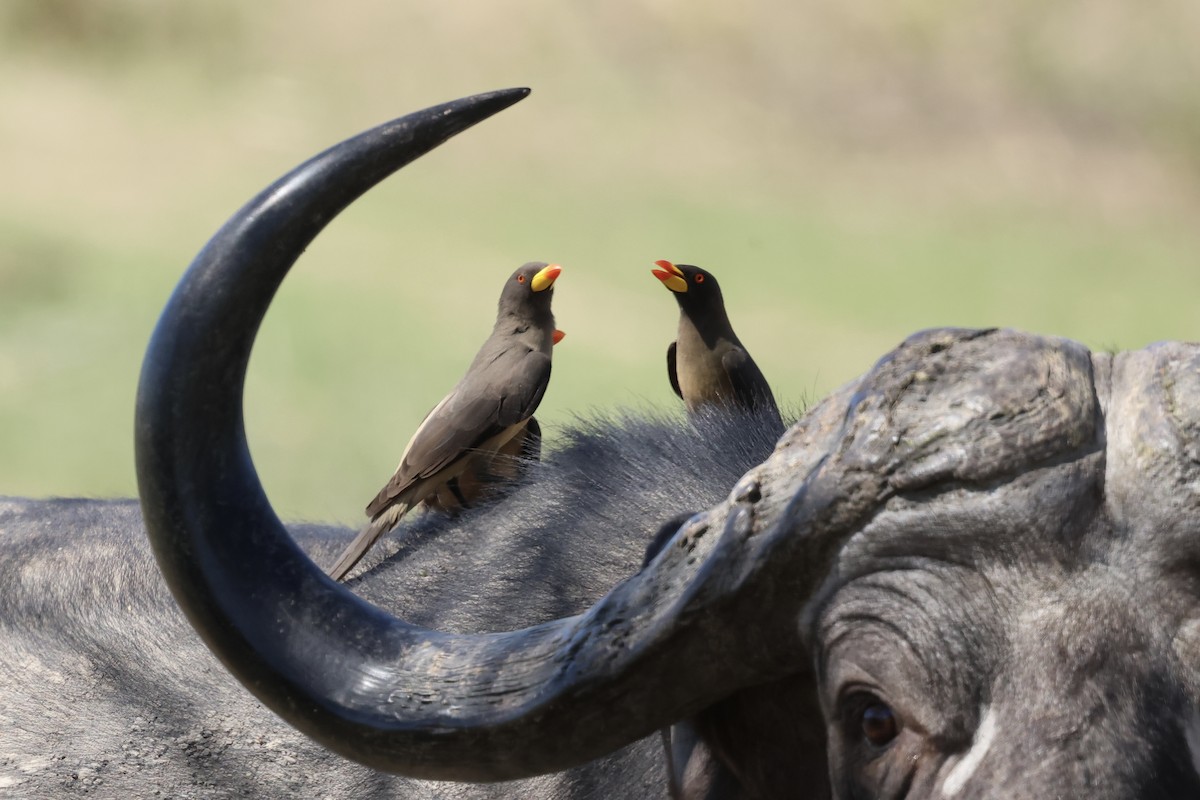 Sarı Gagalı Kenekuşu - ML647412123