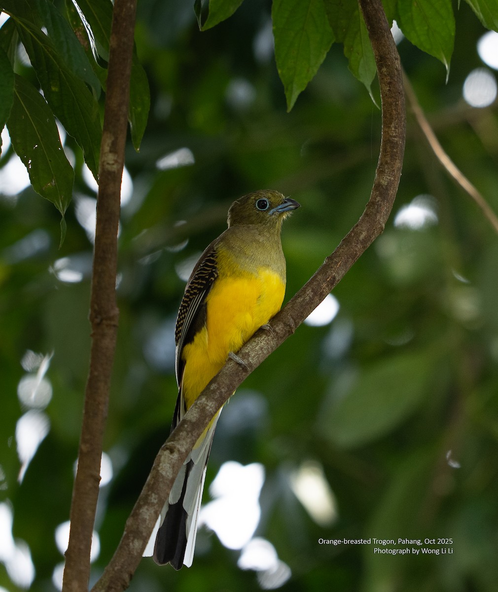 Trogón Pechinaranja - ML647412128