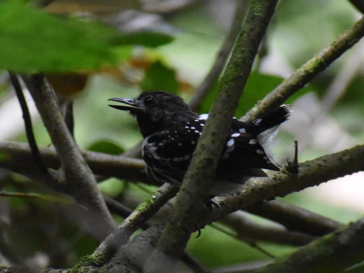 Hormiguero Lomipunteado - ML647412135