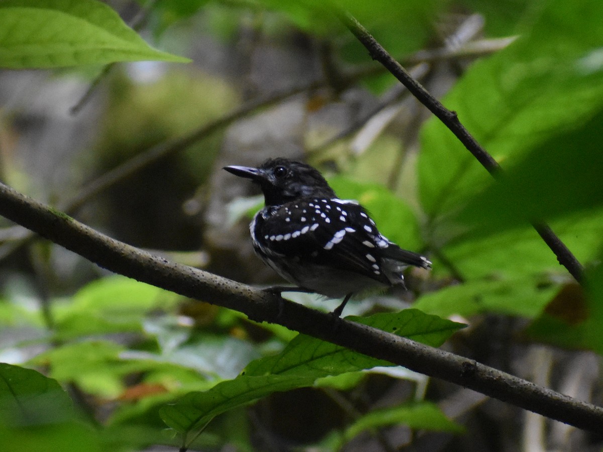 Hormiguero Lomipunteado - ML647412136