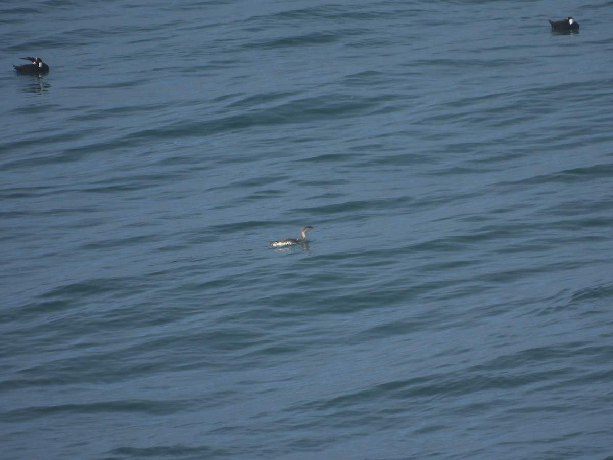 Red-throated Loon - ML647412137