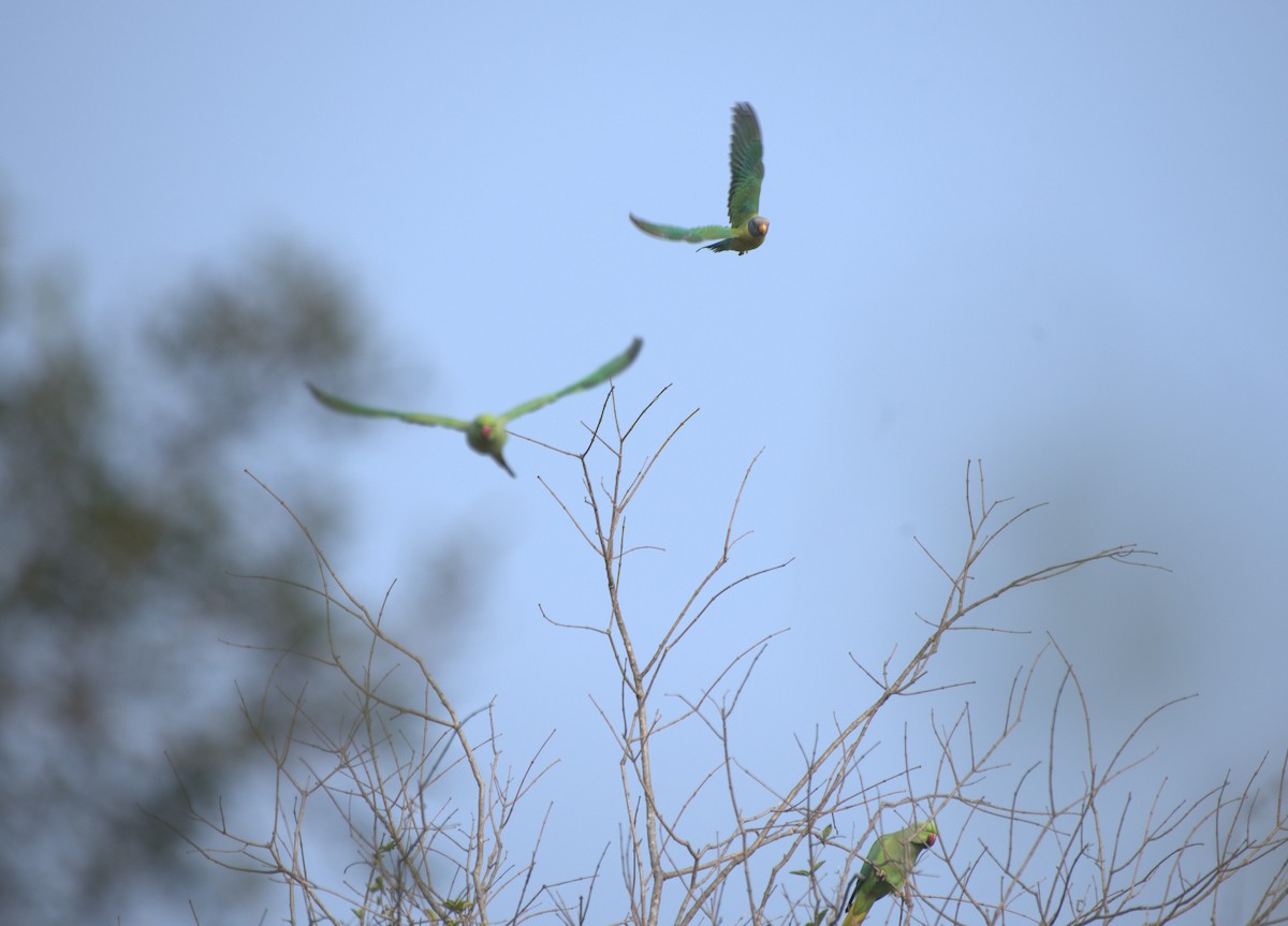 Plum-headed Parakeet - ML647412141